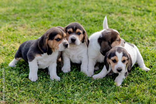 Four beautiful puppies on the grass © Gelpi