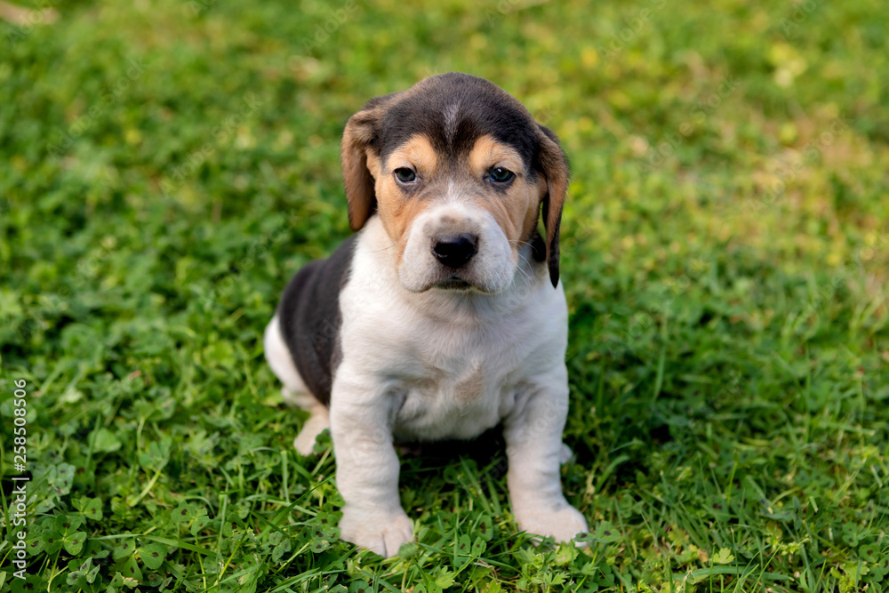 Beautiful beagle puppy on the green grass Beautiful beagle puppy on the green grass