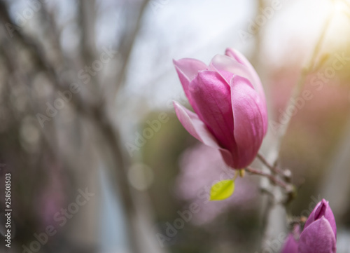 Magnolia blooming in spring