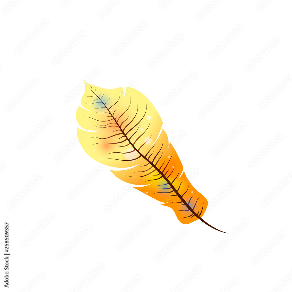 Bright exotic orange feather on white Bright exotic orange feather on white