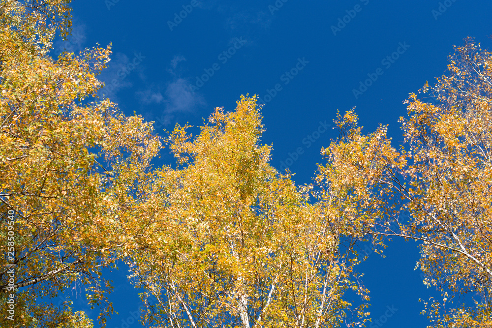 Autumn birch trees