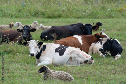 Grazing cows and sheep
