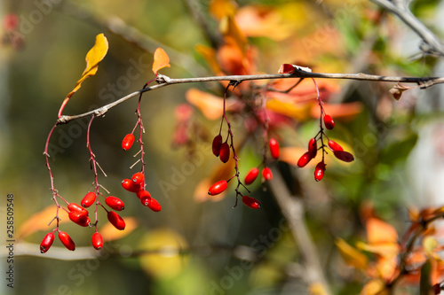 Branch of ripe barberry