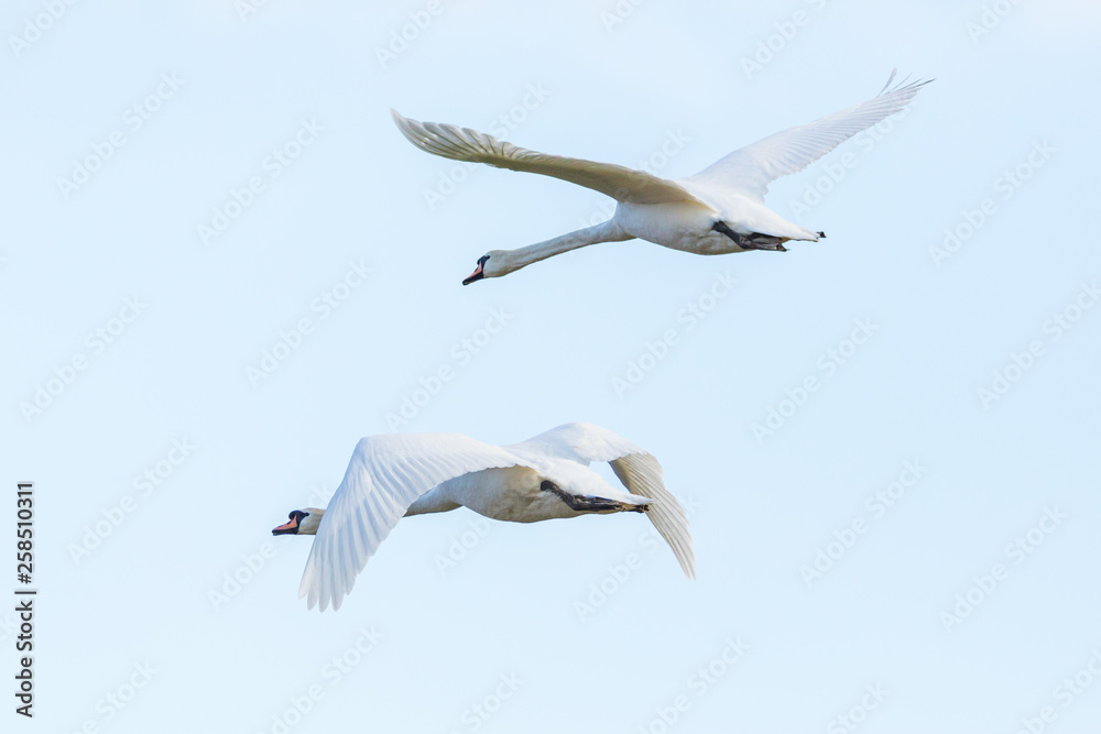 two isolated white mute swans (cygnus olor) in flight, spread wings two isolated white mute swans (cygnus olor) in flight, spread wings