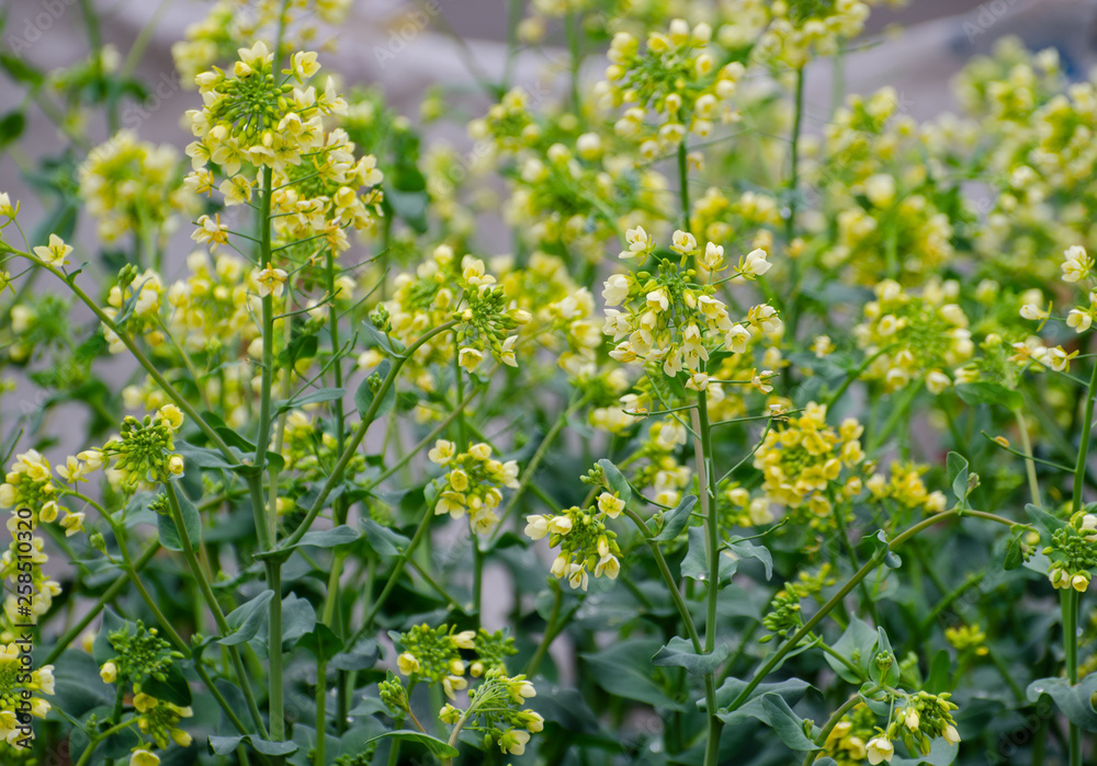 Rapeseed Flowers in the Field in Spring Rapeseed Flowers in the Field in Spring