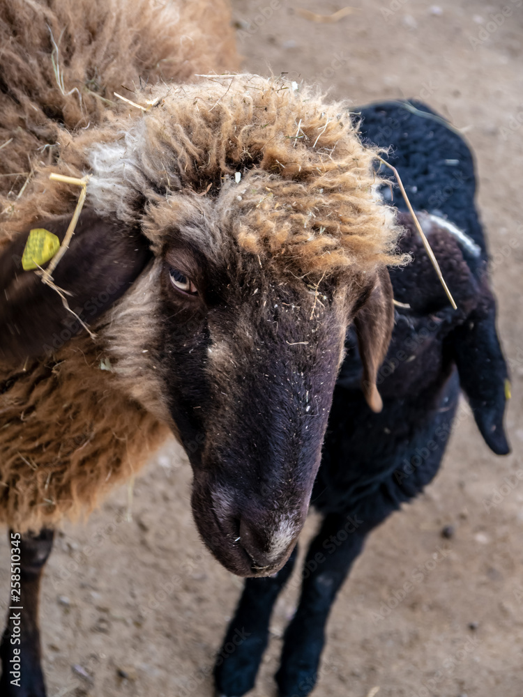 Portrait of a sheep, kept in captivity, looking bored Portrait of a sheep, kept in captivity, looking bored