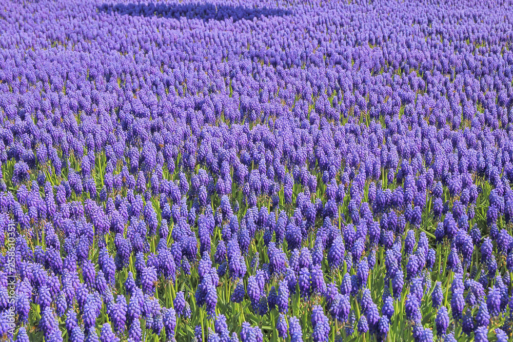 Fototapeta premium Spring flowers - Muscari blue.
