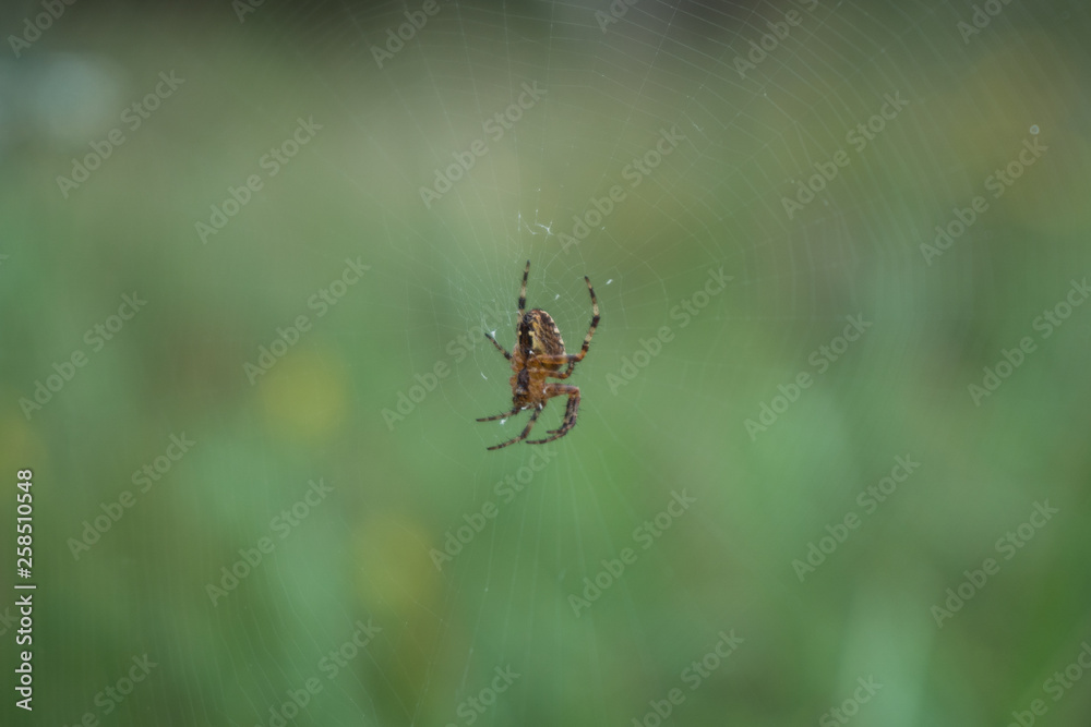 Spider resting on its web Spider resting on its web