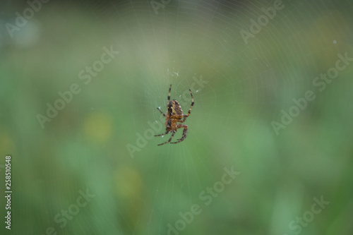 Spider resting on its web
