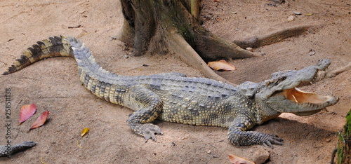 big alligator with an open mouth