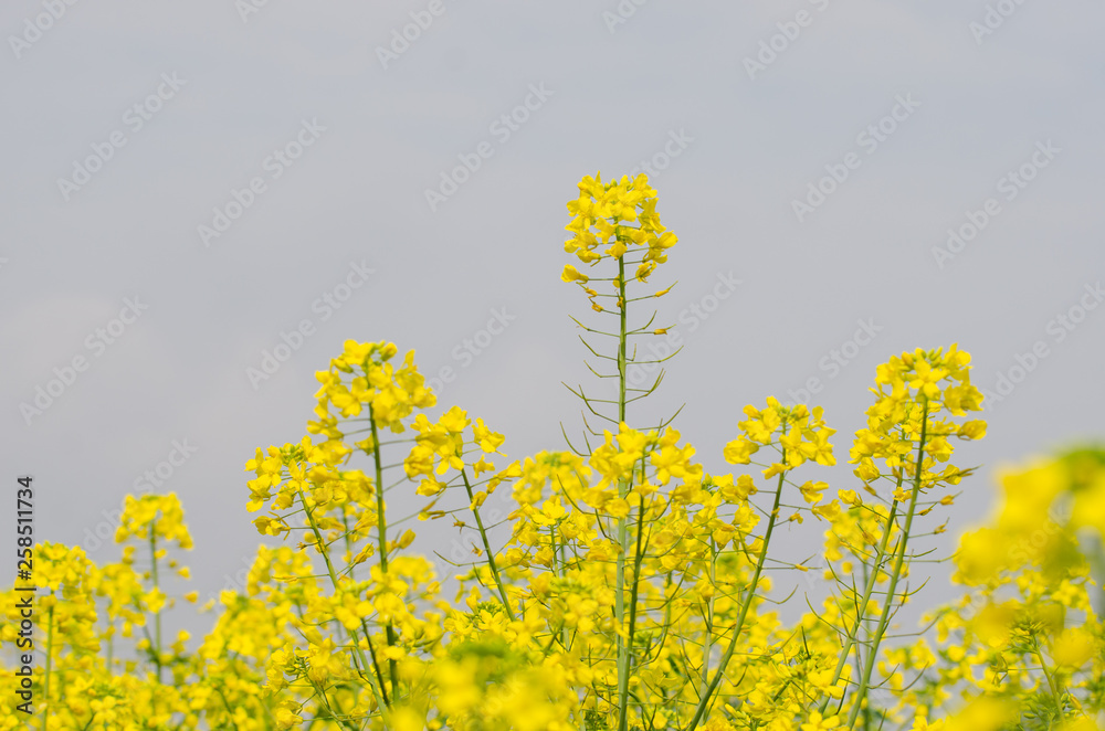 Obraz premium Rapeseed Flowers in the Field in Spring