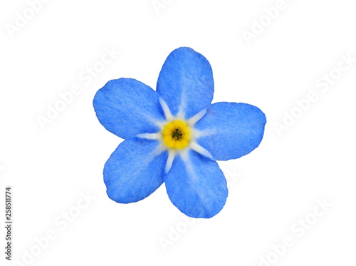 forget me not