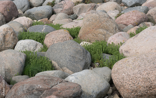 Plant between rocks at seaside