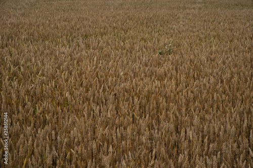 Golden wheat field