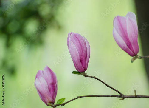 Magnolia blooming in spring © 敏 顾