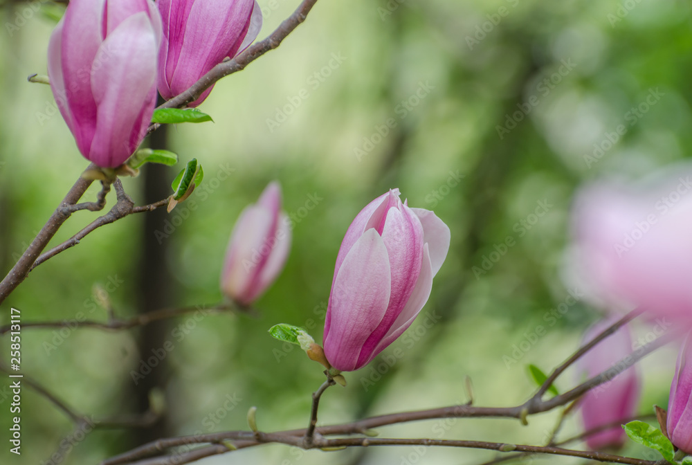 Magnolia blooming in spring Magnolia blooming in spring