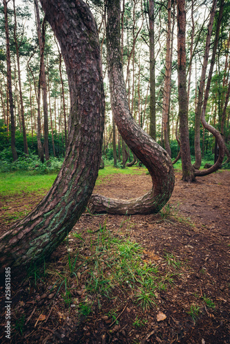 Crooked Forest - famous tourist attraction in Nowe Czarnowo village, Poland photo