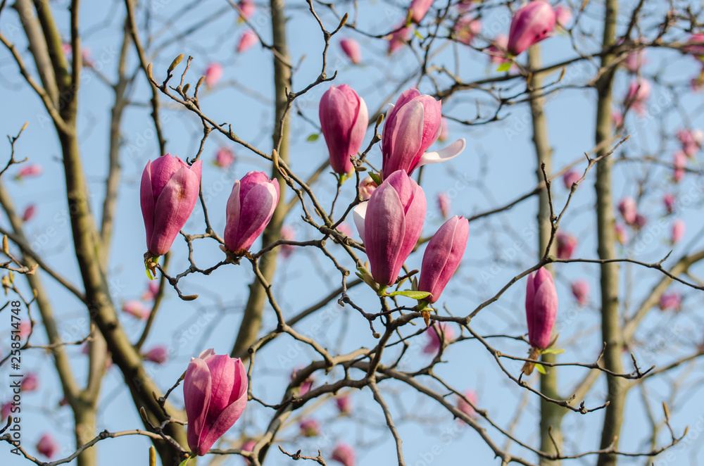 Magnolia blooming in spring