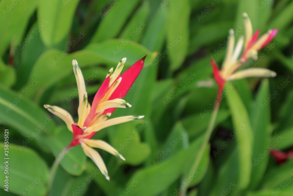 Fototapeta premium red tropical flower
