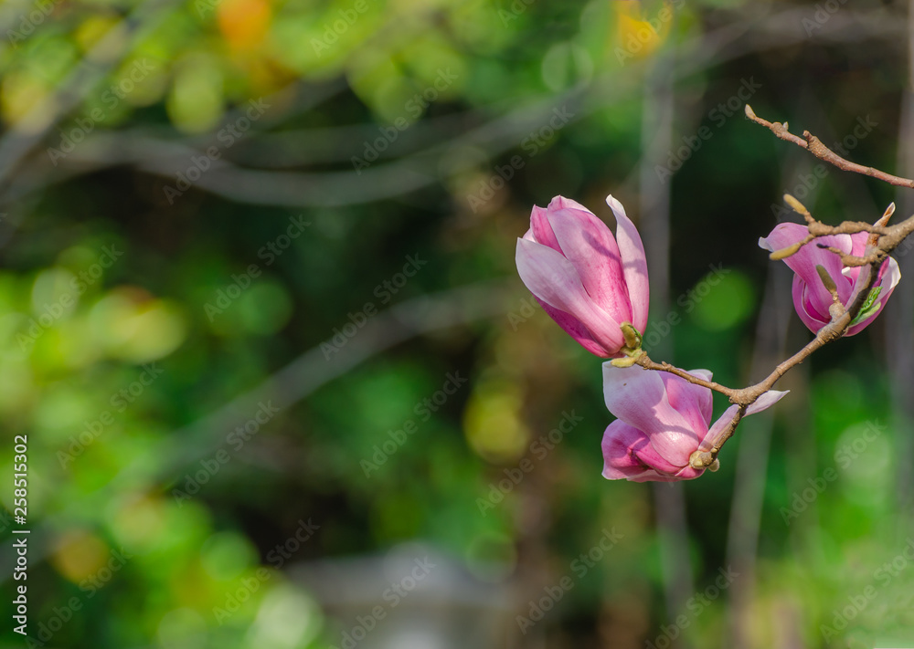 Obraz premium Magnolia blooming in spring