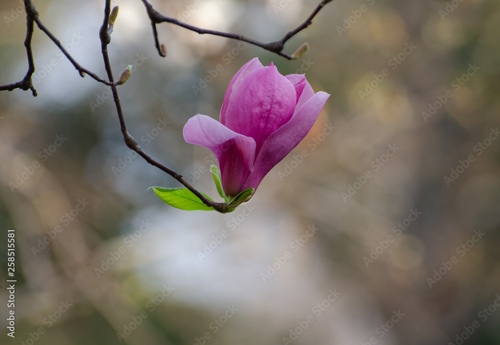 Obraz premium Magnolia blooming in spring