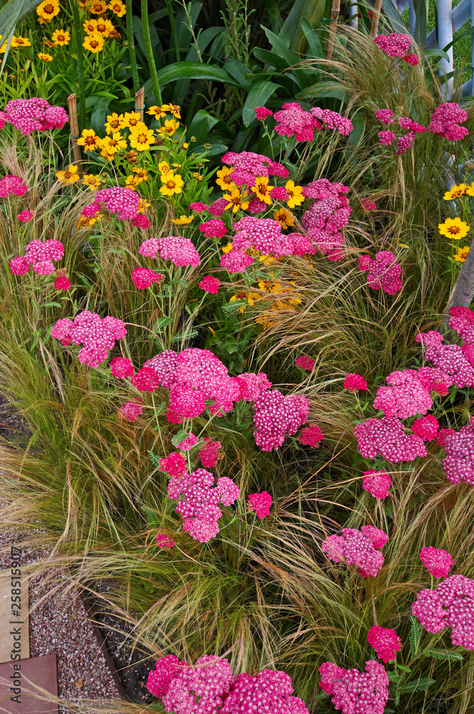 A colourful flower border with flowering Achillea milefoiu apfelbute and stipa grass
