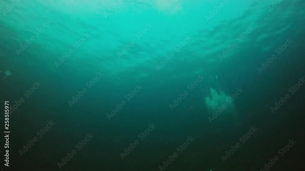 Qualle, Imperator Kaiserfisch, Halfterfisch - fische im parzifischen Ozean