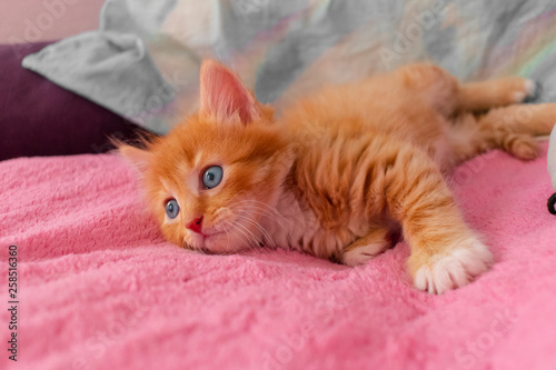 ginger cat relax after play. the kitten is lying on its back on pink cover and looking at the distance