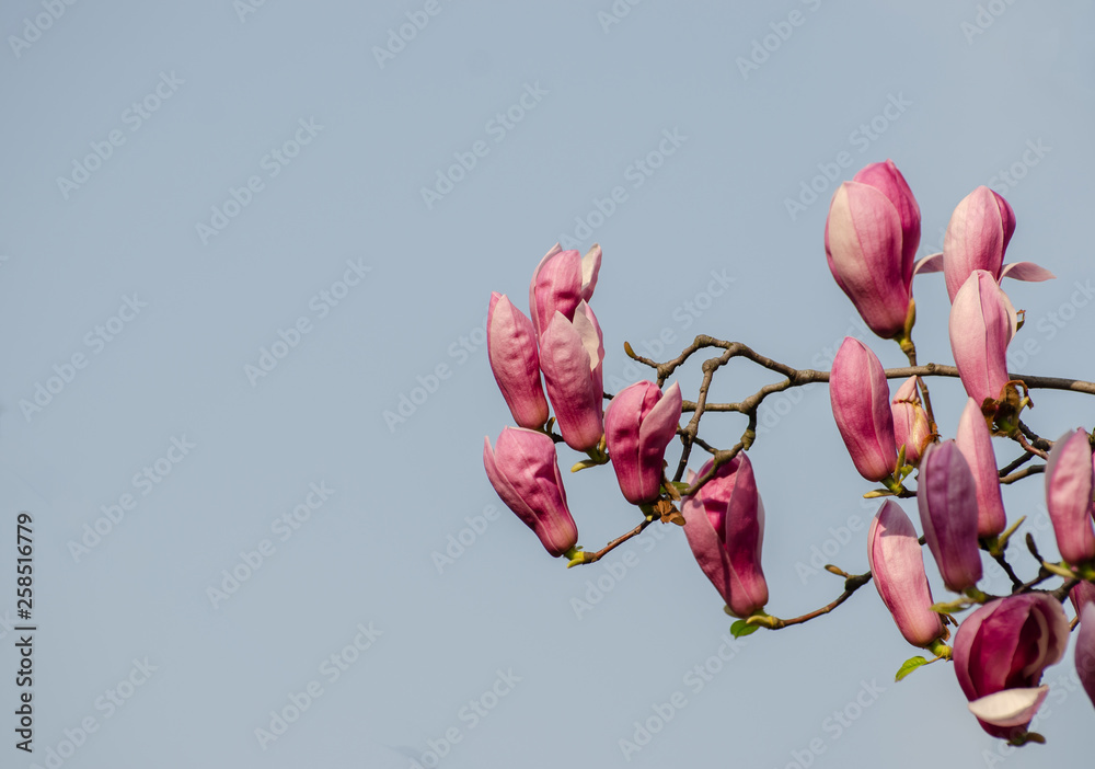 Magnolia blooming in spring Magnolia blooming in spring
