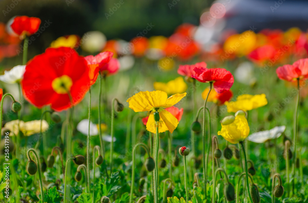 Fototapeta premium poppies field in rays sun