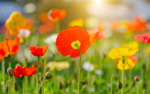 poppies field in rays sun