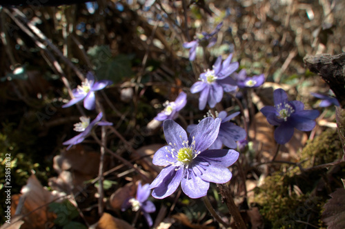 Anemone hepatica  liverwort flowers in woodland  Swiss Alps