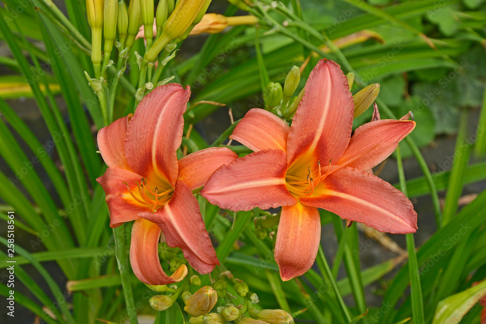 Hemerocallis 'Double Firecracker' in close up Hemerocallis 'Double Firecracker' in close up