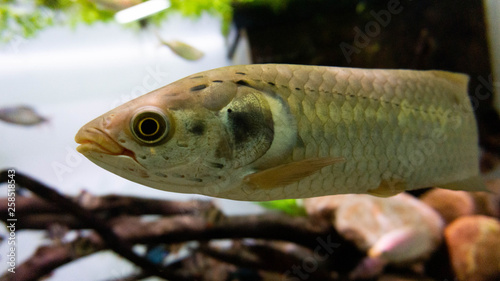 Fototapeta Naklejka Na Ścianę i Meble -  weird fish in profile