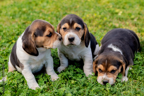 Three pupies together in the garden © Gelpi