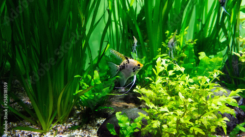 aquarium fish in green algae © Daria
