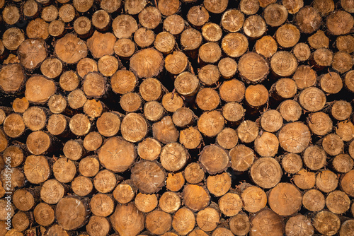 Close up on a stack of timber wood in Poland
