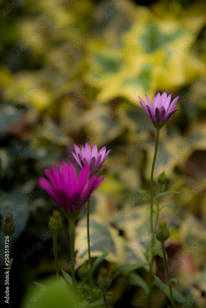 purple daisies, dimorphoteca, at dawn purple daisies, dimorphoteca, at dawn
