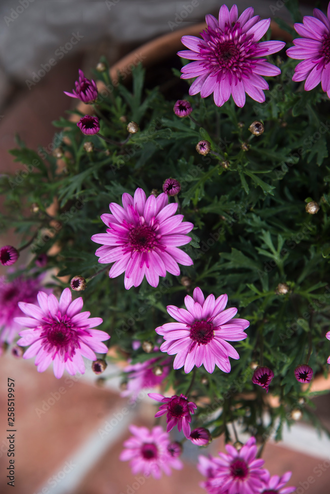 Fototapeta premium doble daisies on clay pot