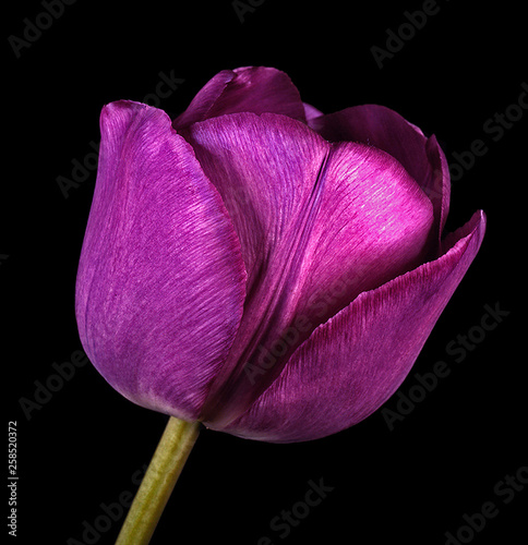 Close up studio portrait of an English Florists' Tulip 'Talisman'