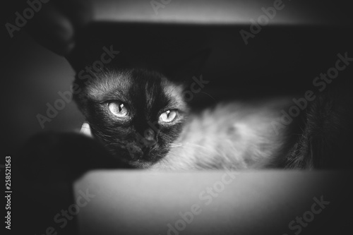 Funny Siamese cat hides in a box. Cat Games. Comfort zone. New flat. Concept of loneliness, homeless, foundling, claustrophobia and introvert. Monochrome, bw photography.