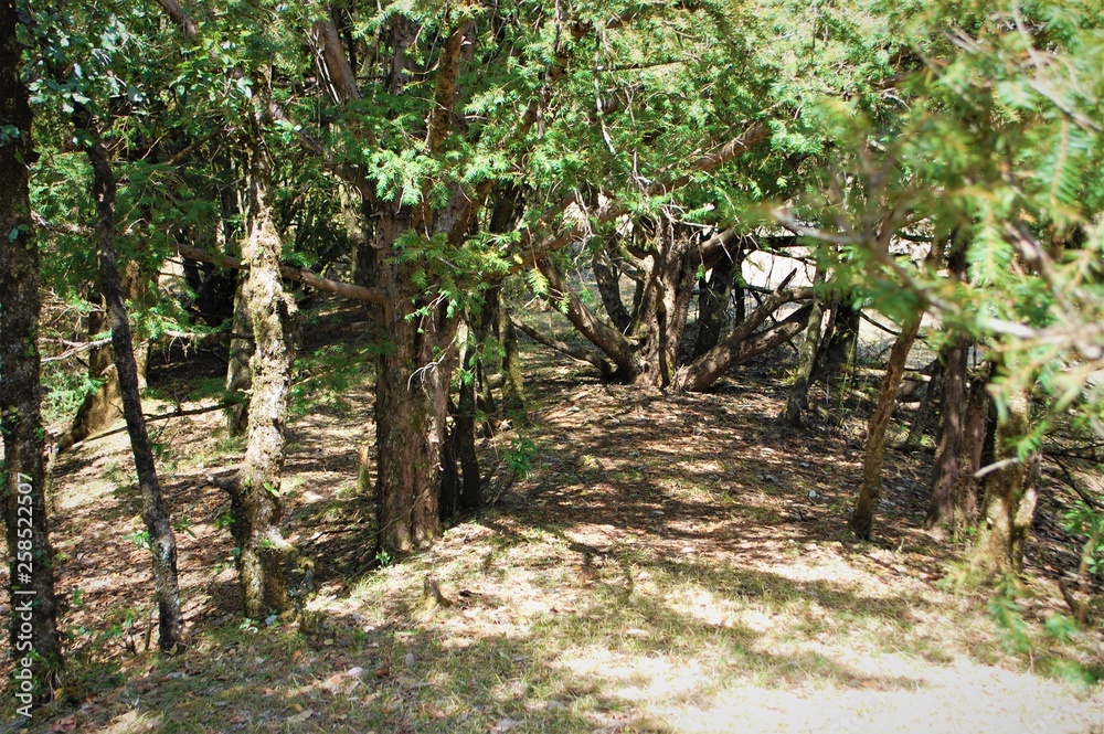 path in the forest