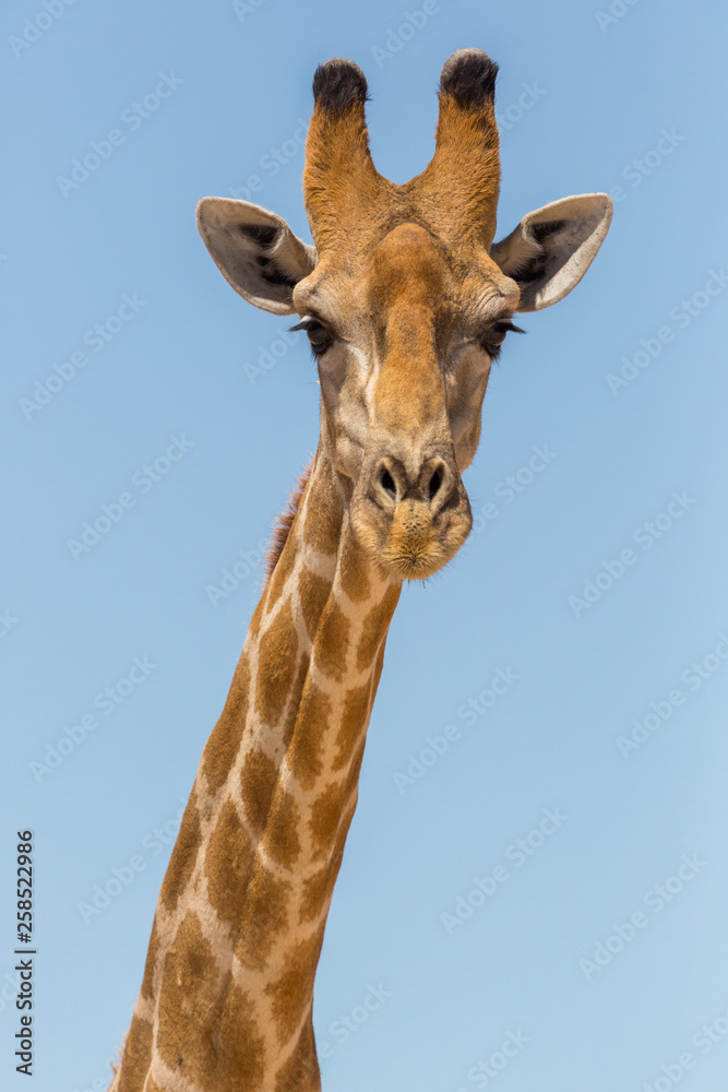 detailed front view portrait of male giraffe head and neck, blue sky detailed front view portrait of male giraffe head and neck, blue sky