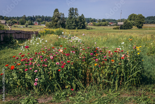 Flowers on a meadow in Soce, famous ethnographic village in Podlasie region of Poland © Fotokon