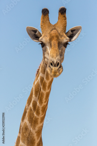 detailed front view portrait of male giraffe head and neck, blue sky