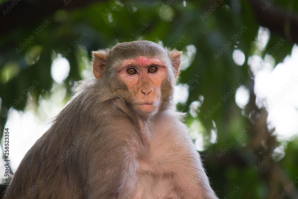 Portrait of The Rhesus Macaque Monkey Sitting Under the Trees Portrait of The Rhesus Macaque Monkey Sitting Under the Trees
