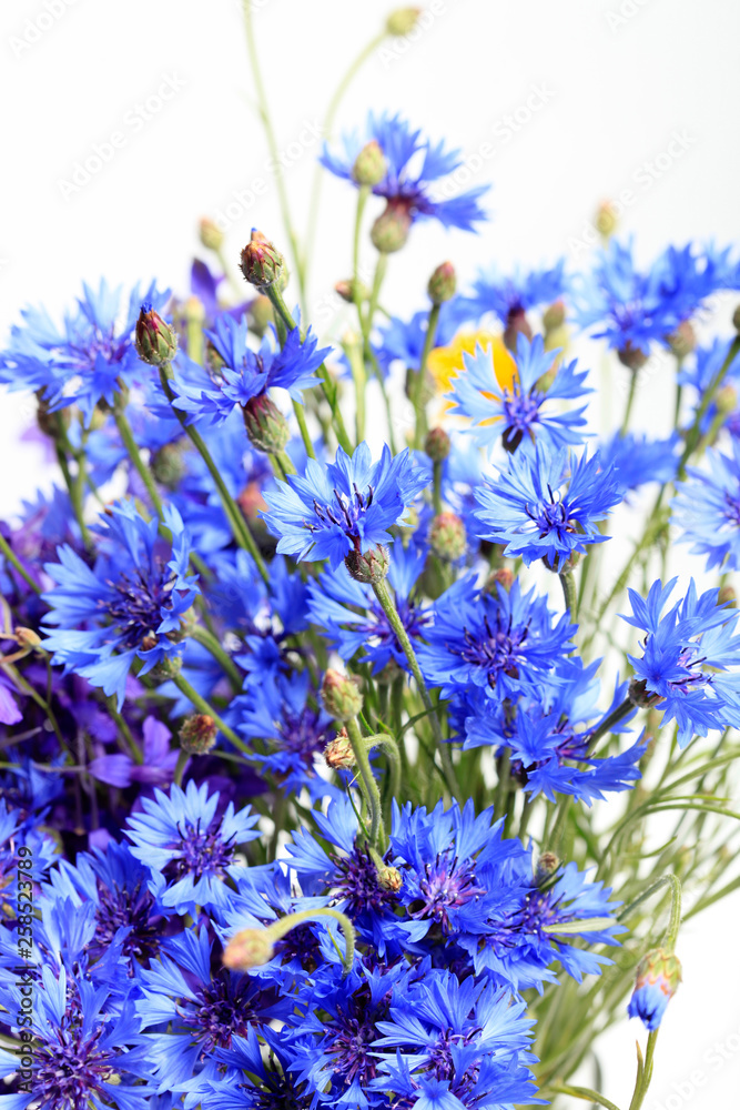 Close-up of blue cornflowers on a white background Close-up of blue cornflowers on a white background