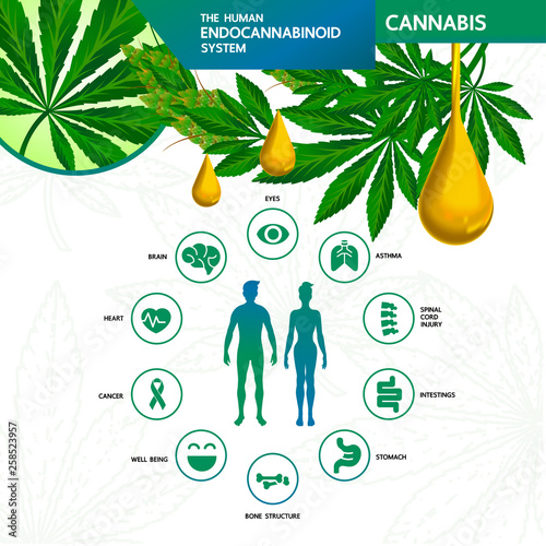 Cannabis benefits for health vector illustration.