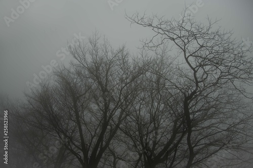 伯耆大山の森を霧が覆い、幽玄な雰囲気を醸す、森の木々の美しいシルエットが薄い布をかけた様な風景となっていた。