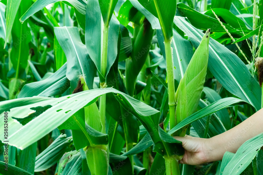 Fototapeta premium Maize or corn organic planting in cornfield.